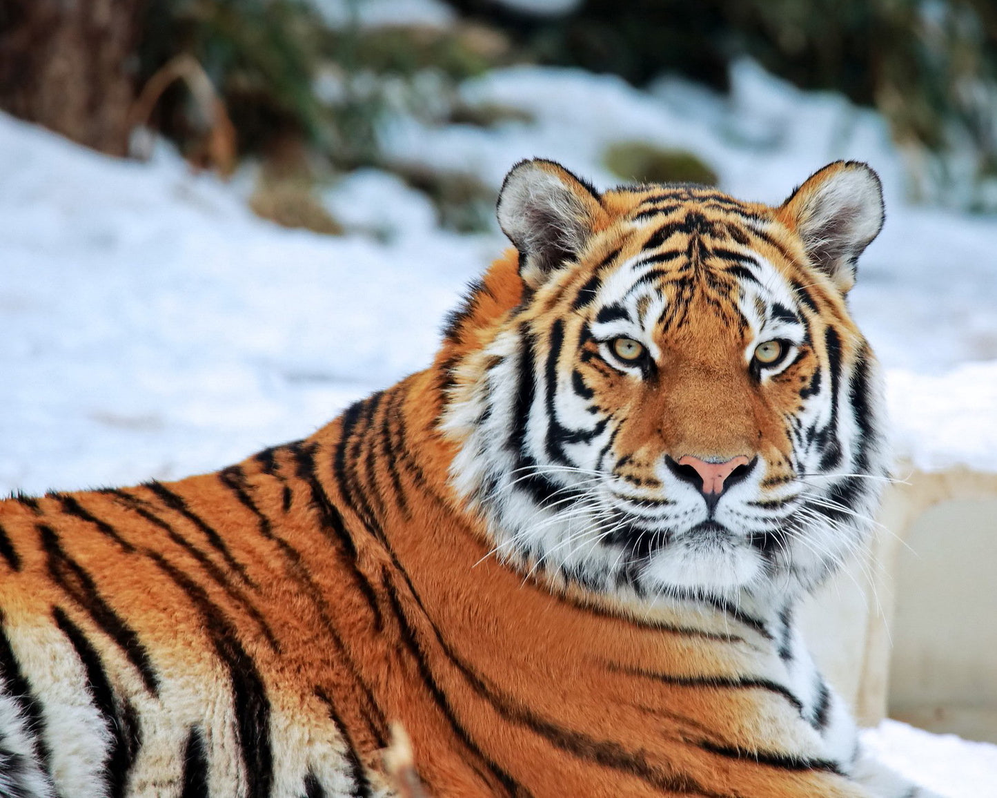 Tiger Wild Cat 4X6 8X10