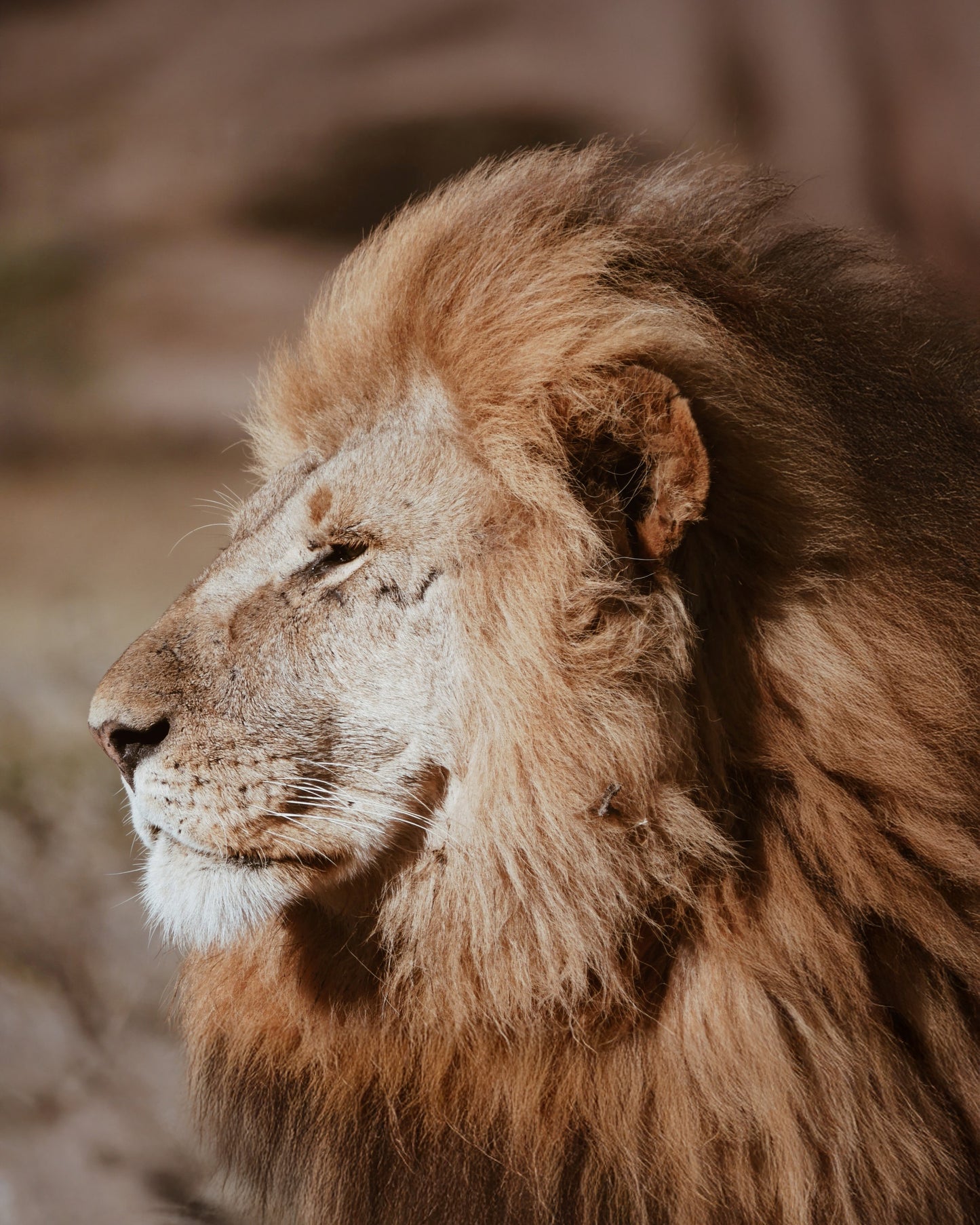 Lion 4X6 8X10
