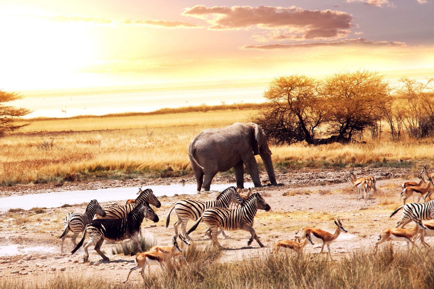 African Safari 4X6 8X10