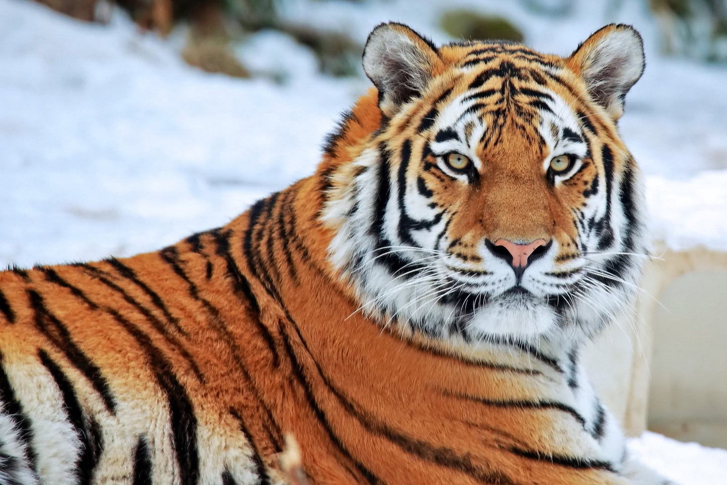 Tiger Wild Cat 4X6 8X10