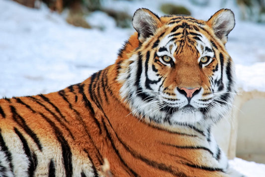 Tiger Wild Cat 4X6 8X10