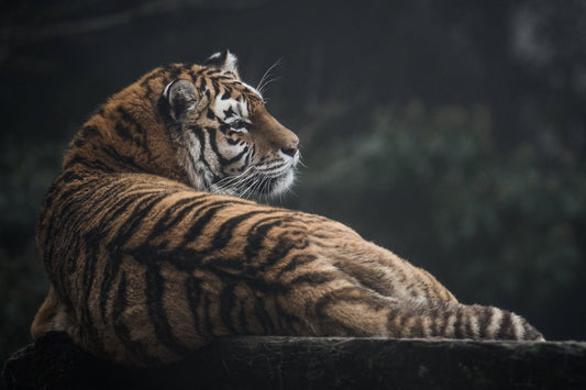 Tiger Wild Cat 4X6 8X10