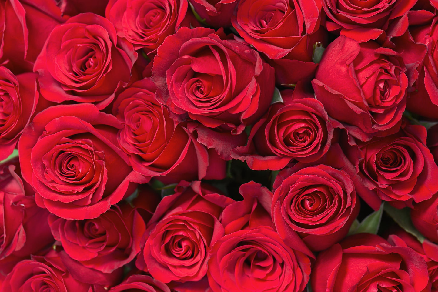 Beautiful Roses Flowers 4X6 8X10