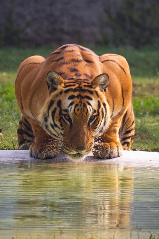 Tiger 4X6 8X10