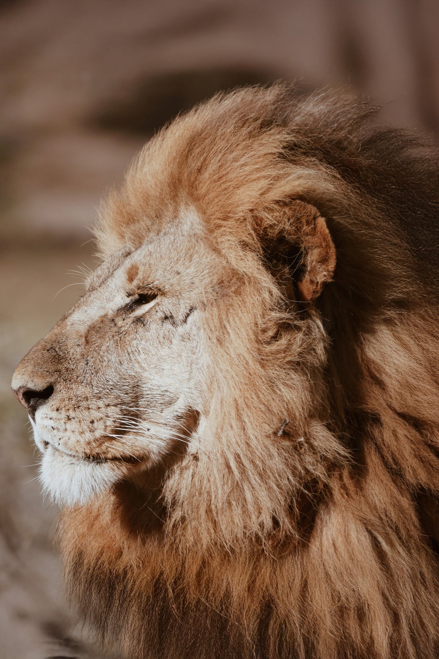 Lion 4X6 8X10