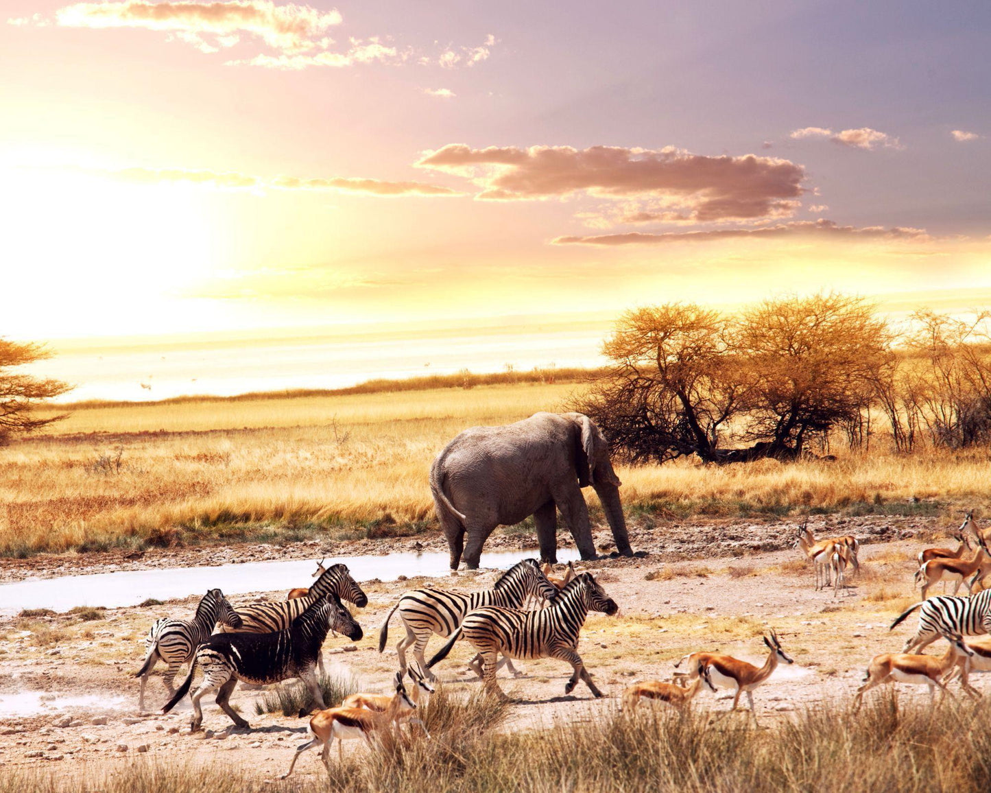 African Safari 4X6 8X10