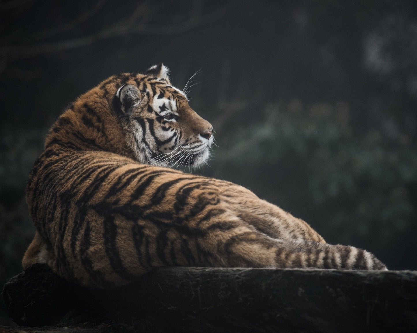 Tiger Wild Cat 4X6 8X10