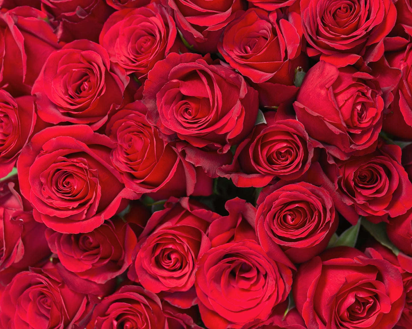Beautiful Roses Flowers 4X6 8X10