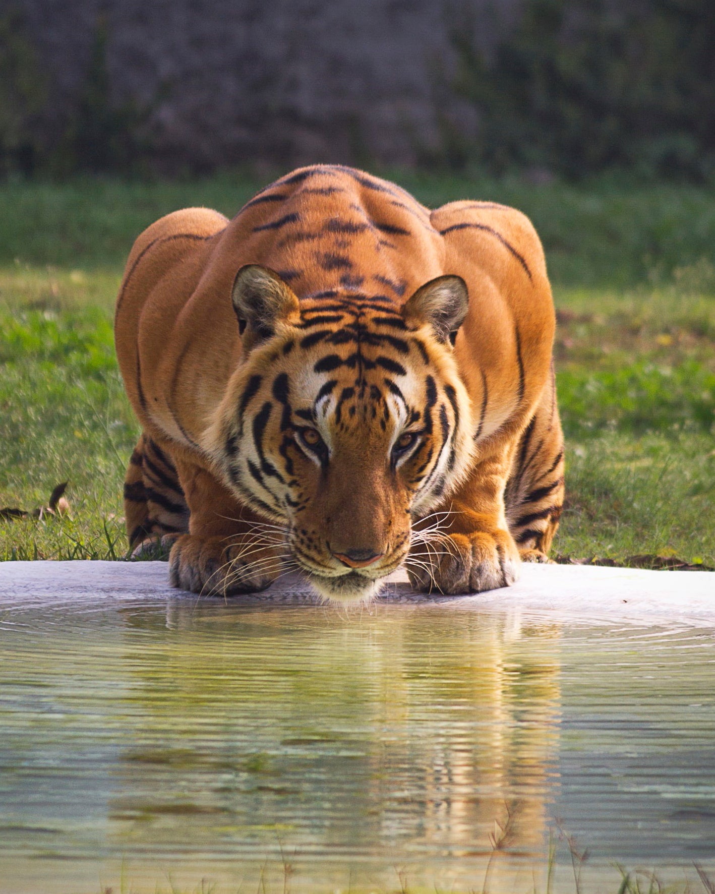 Tiger 4X6 8X10